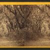 Live Oak Avenue, Bonaventure.