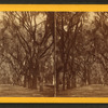 Live Oak Avenue, Bonaventure.