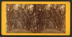 Live Oak Avenue, Bonaventure.