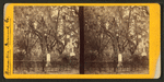 Bonaventure Cemetery.