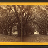Live Oak Avenue, Bonaventure.