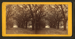 Live Oak Avenue, Bonaventure.