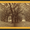Live Oak Avenue, Bonaventure.