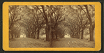 Live Oak Avenue, Bonaventure.