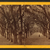 Live Oak Avenue, Bonaventure.