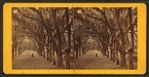 Live Oak Avenue, Bonaventure.