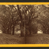 Live Oak Avenue, Bonaventure.