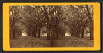 Live Oak Avenue, Bonaventure.