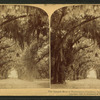 The Spanish Moss of Bonaventure Cemetery, Savannah, Ga.