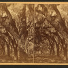 Bonaventure Cemetery.