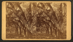 Bonaventure Cemetery.