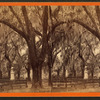 Bonaventure Cemetery.