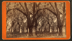Bonaventure Cemetery.