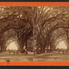 Moss Avenue, Bonaventure, Savannah, Ga.