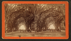 Moss Avenue, Bonaventure, Savannah, Ga.