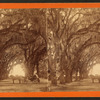 Moss Avenue, Bonaventure, Savannah, Ga.