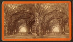 Moss Avenue, Bonaventure, Savannah, Ga.