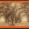 Moss Avenue, Bonaventure, Savannah, Ga.