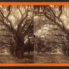 Moss Avenue, Bonaventure, Savannah, Ga.