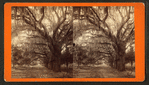Moss Avenue, Bonaventure, Savannah, Ga.