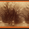 Live Oak Avenue in Bonaventure.