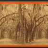 Live Oak Avenue in Bonaventure.