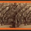 Bonaventure Cemetery.
