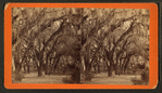 Bonaventure Cemetery.