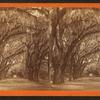 Bonaventure Cemetery near Savannah.
