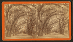 Bonaventure Cemetery near Savannah.