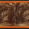 Bonaventure Cemetery, Savannah.