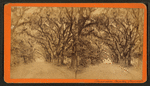 Bonaventure Cemetery, Savannah.