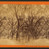 Live Oaks with hanging mossin Bonaventure.