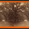 Avenue in Bonaventure.