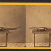 Studio photograph of an alligator on table.