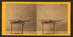 Studio photograph of an alligator on table.