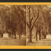 Avenue leading to Hermitage.