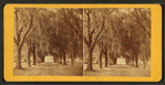 Avenue leading to Hermitage.