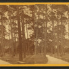 Walk in the Park.
