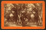 Mason Street, Savannah, Ga.