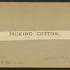 Picking cotton.