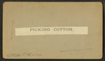 Picking cotton.