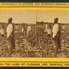 Picking cotton.