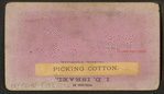 Picking cotton.