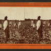 Picking cotton.