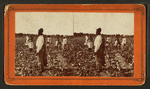 Picking cotton.