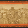 Picking cotton.