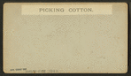 Picking cotton.