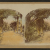 [A view of] date palms, Queens Hospital, Honolulu.