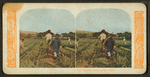 Chinamen harvesting rice, Hawaii